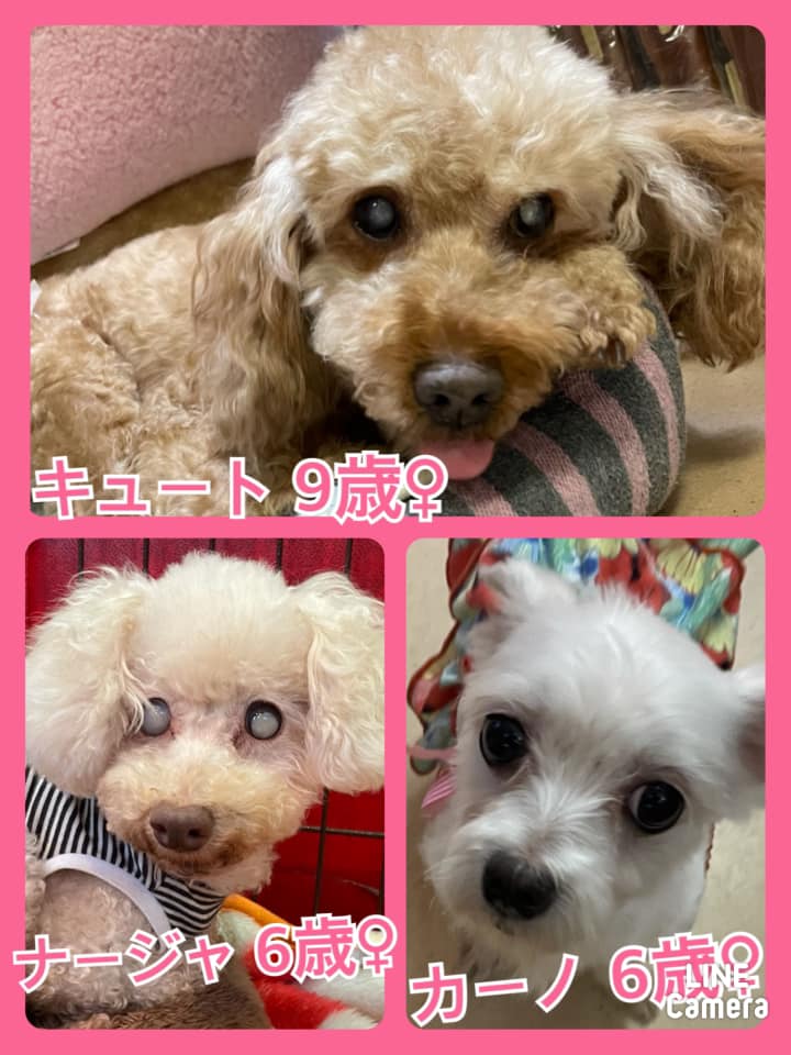 🐾今日の里親様募集中ワンコ🐶メンバーです🐾2021,5,2